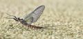 Epeorus assimilis
